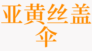 梦见淡紫丝盖伞是什么意思 梦见空柄丝盖伞是啥预兆 天锐解梦查询